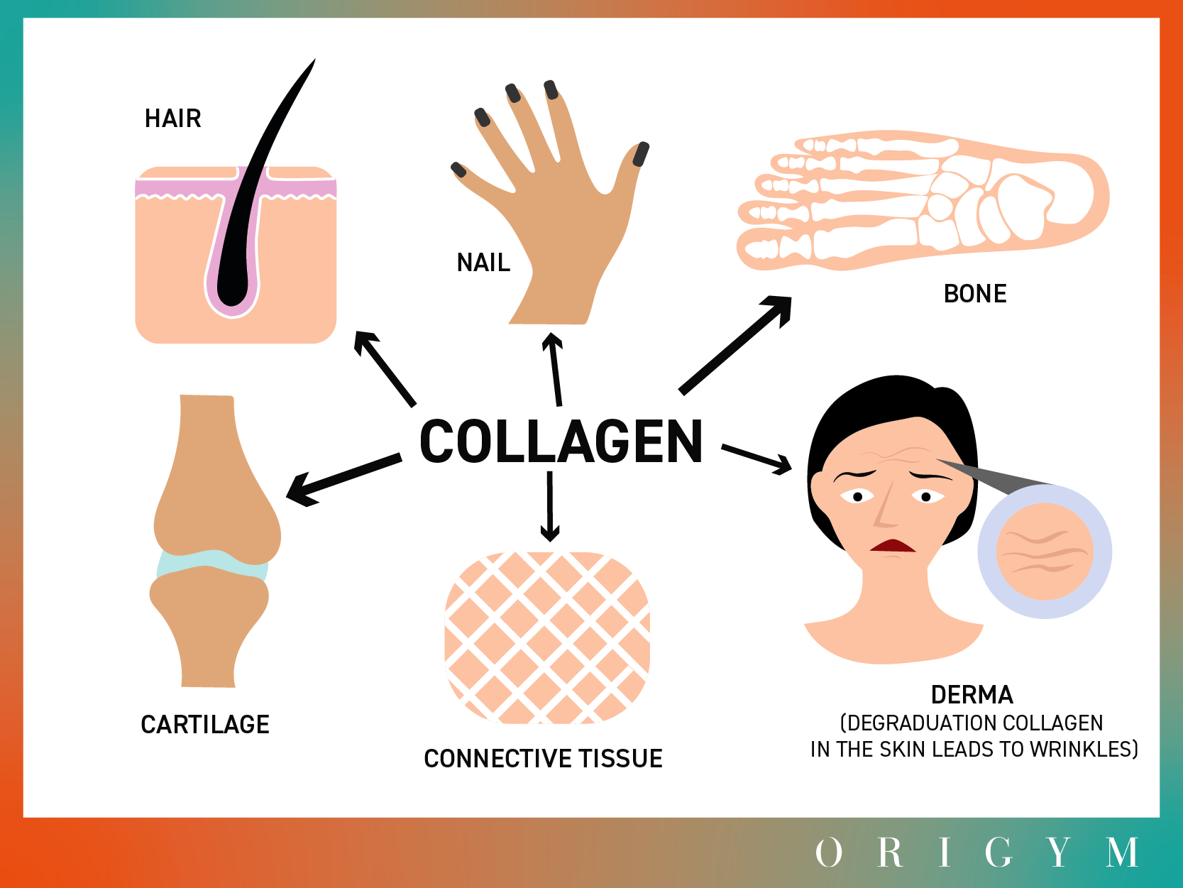 Collagen là gì? Chức năng của collagen trong cơ thể